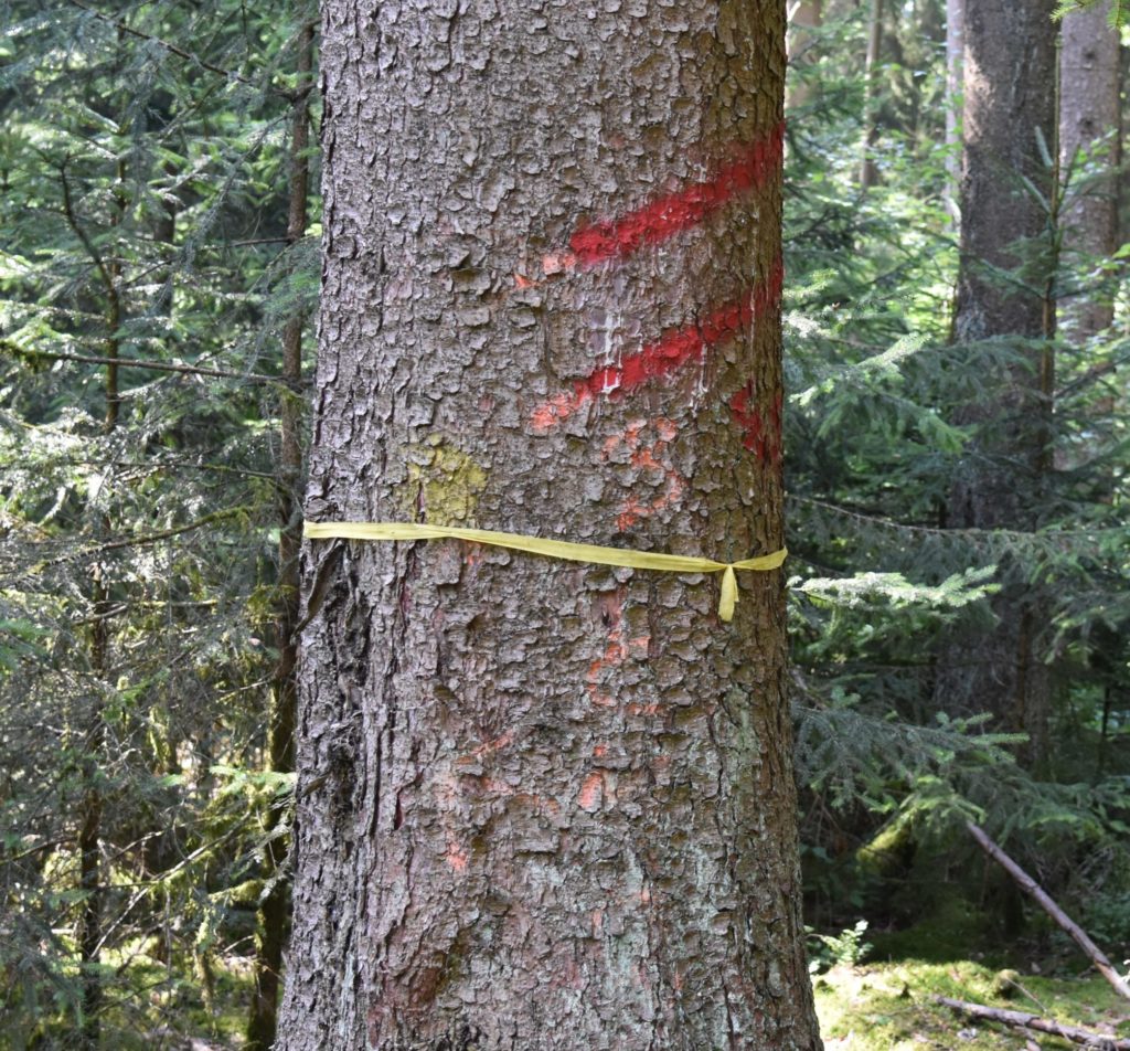 Markierter Baum